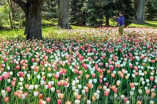 Shooting A Shooter_DSCF02146.jpg - Photographed at the 2013 Canadian Tulip Festival in Ottawa, Ontario, Canada.